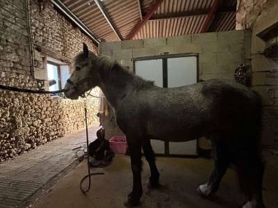 Entire french saddle pony for sale 2022 grey