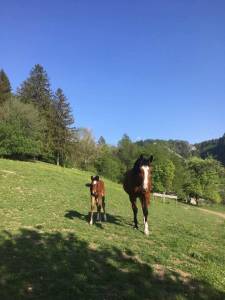 Magnifique jument poulini&egrave;re ou compagnie 