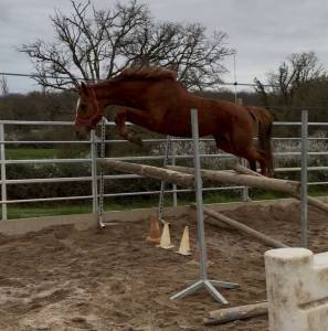 Cavalla sella francese in vendita 2020 sauro ,  ernest