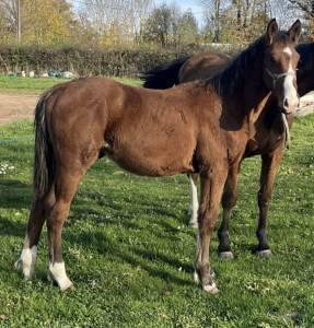 Poulain 2025 itoki de riverland x cor de hus