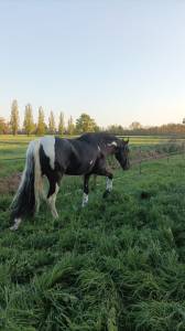 Cavallo pio en negro