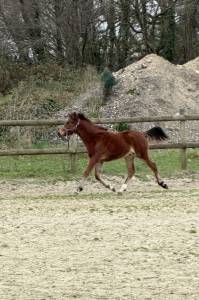 Veulen (ml) Franse rijpony PFS Te koop 2025 Donker bruin / bai ,  Jogry d&rsquo;Odival