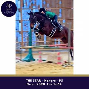 Hongre 6 ans plaisant au travail