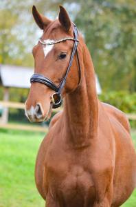 Hongre - Hanovrien - 4 ans - DSP - Dressage - France