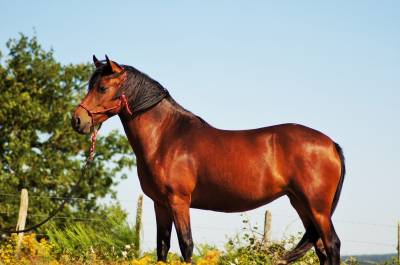 Merrie Landais Te koop 2022 Donker bruin / bai