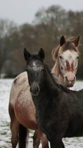 Pikala izlayon pouliche nez perce