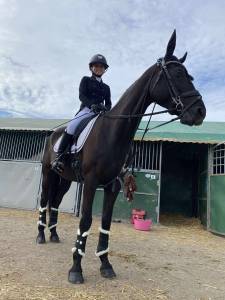 Poney d selle français 