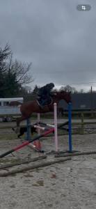 Cavalla sella francese in vendita 2022 sauro