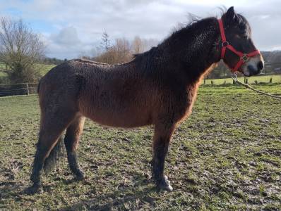Gelding Dartmoor For sale 2021 Bay