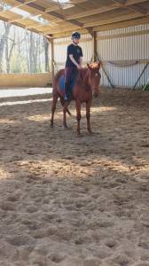 Trotteur 6 ans 1m60 hongre 