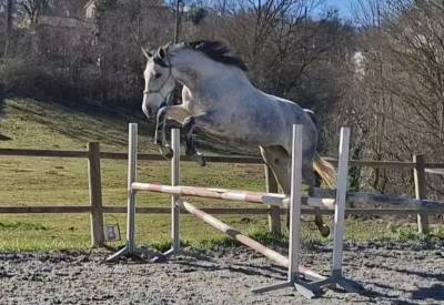 Mare Thoroughbred For sale 2017 Grey