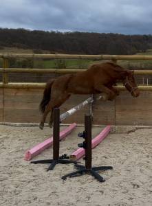 Gelding Pottok  For sale 2021 Chesnut