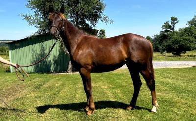 Merrie Franse rijpony PFS Te koop 2025 Koffie vos , A FLY STAR DES HOUX