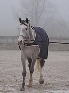 Joli hongre de 4 ans 