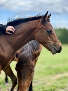 Colt Origin Recorded For sale 2025 Bay