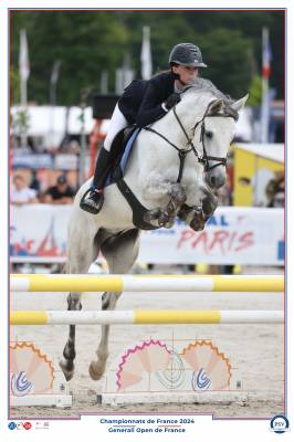 Gelding Connemara For sale 2018 Grey