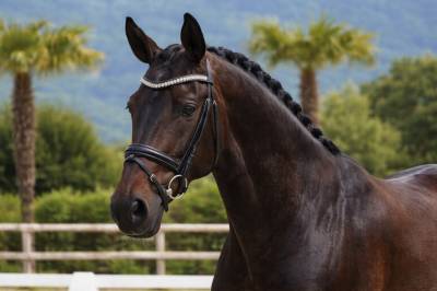 Mare Lusitano For sale 2019 Dark Bay