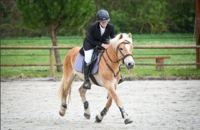 Gelding Haflinger For sale 2017 Chesnut