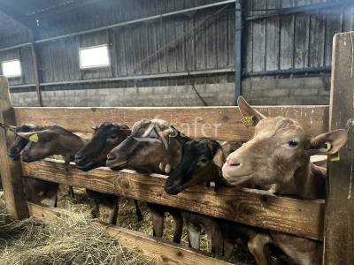 Exploitation ovin/ caprin 20 hectares