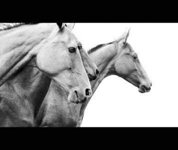 Equestrian property  bouches-du-rhône