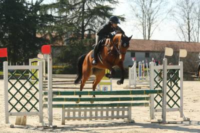 Jument cheval de selle italien a vendre 2021 bai par panama tame