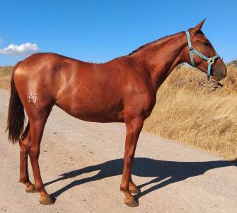 Potra hispano &aacute;rabe 3 a&ntilde;os