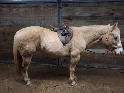 Selle fouganza romeo 17,5 