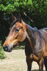 Jument trotteuse bien dans sa tête 
