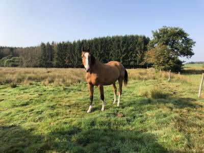 Hongre 4 ans – sbs – potentiel cso