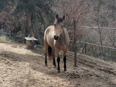 Castrone pfs pony francese da sella in vendita 2023 isabella ,  isolent de biraval