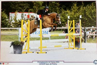 Mare French Saddle Pony For sale 2015 Palomino