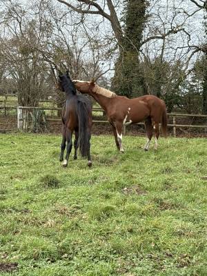 RECHERCHE PALFRENIER SOIGNEUR 