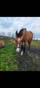 Hongre né en juin 2021