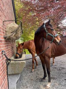 Cavalla purosangue in vendita 2021 baio