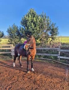 Jument demi sang Suisse 