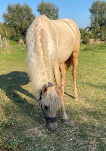  belle jument palomino oc ( espagnole) née en belgique