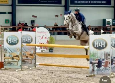 Hongre de 7 ans en direct de l’éleveur 