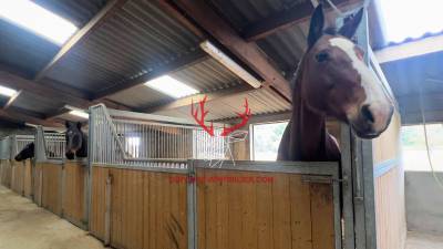 Tarn-et-garonne propriété équestre de 3,2 hectares (82)