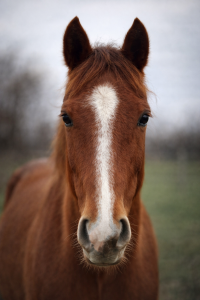 Gelding Other Pony Breed For sale 2023 Chesnut