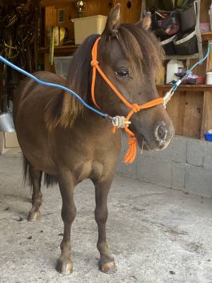 Hengst Bekend ras Te koop 2022 Appaloosa