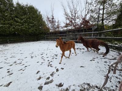 Filly French Saddle Pony For sale 2025 Bay