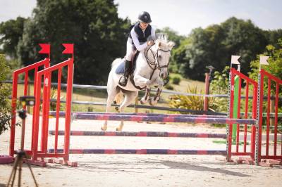 Mare French Saddle Pony For sale 2016 Grey