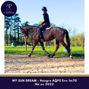 Ruin autre que pur-sang (geen volbloed) te koop 2022 donker bruin / bai