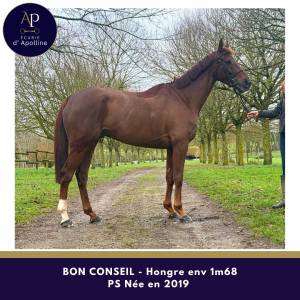 Superbe cheval 1m68 pour très bonne maison