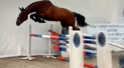 Toller 6 j&auml;hriger Selle Fran&ccedil;ais Wallach 