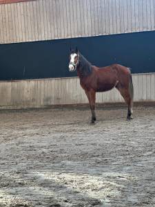 Opium du petit geer z