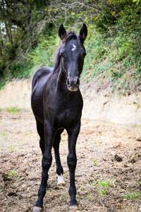 Veulen (ml) Franse rijpony PFS Te koop 2025 Zwart ,  VOLUPTO DES BOURDONS