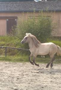 Veulen (ml) Highland Te koop 2024 Schimmel