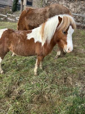 Hengst Welsh Partbred Te koop 2023 Bont ,  Niro&rsquo;s Cesar