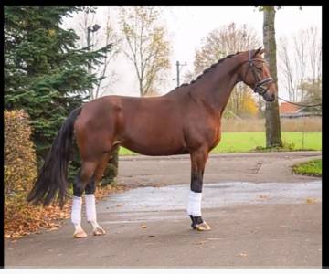 Pouliniere dressage 